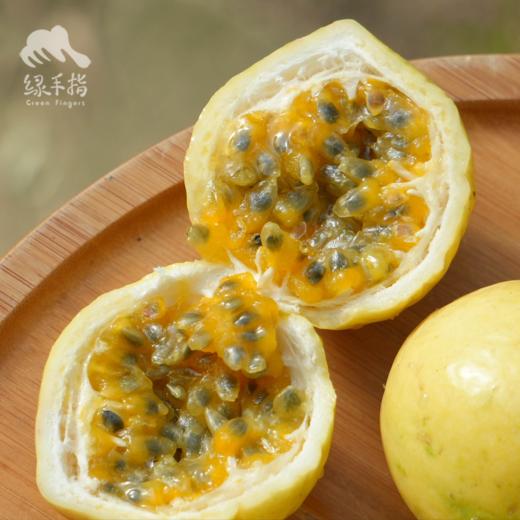 生态黄金百香果（广西，邮政快递） | 合作生产*  Eco-Passion fruit | Partner Production 商品图1