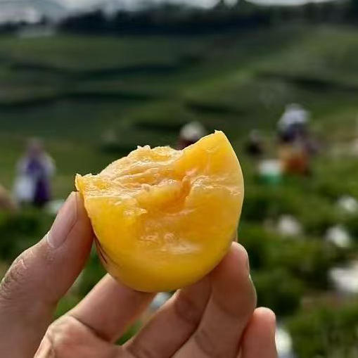 【国家地标】精品特挑 空运石林人参果，一口爆汁，热量极低，甜甜爽爽不长胖 商品图2