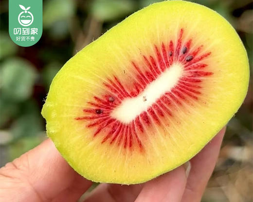 滇猴王即食工艺红心猕猴桃（大果）/1份（4粒*2盒，1盒400g±10g，单粒90-110g） 商品图3