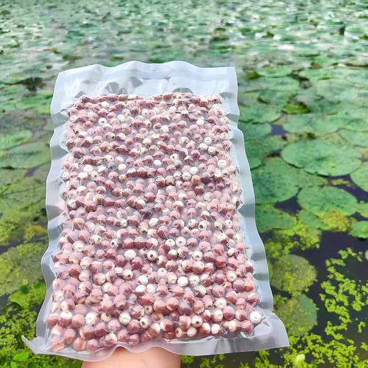 『洪湖大颗粒芡实』饱满清甜，吃法百搭，又名鸡头米，享“水中人参”之美誉 商品图2