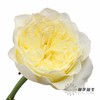 单头玫瑰 | 窒息 商品缩略图2