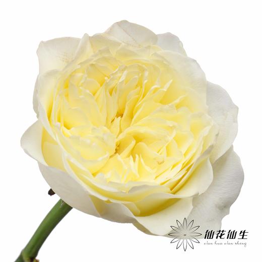 单头玫瑰 | 窒息 商品图2