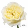 单头玫瑰 | 窒息 商品缩略图1
