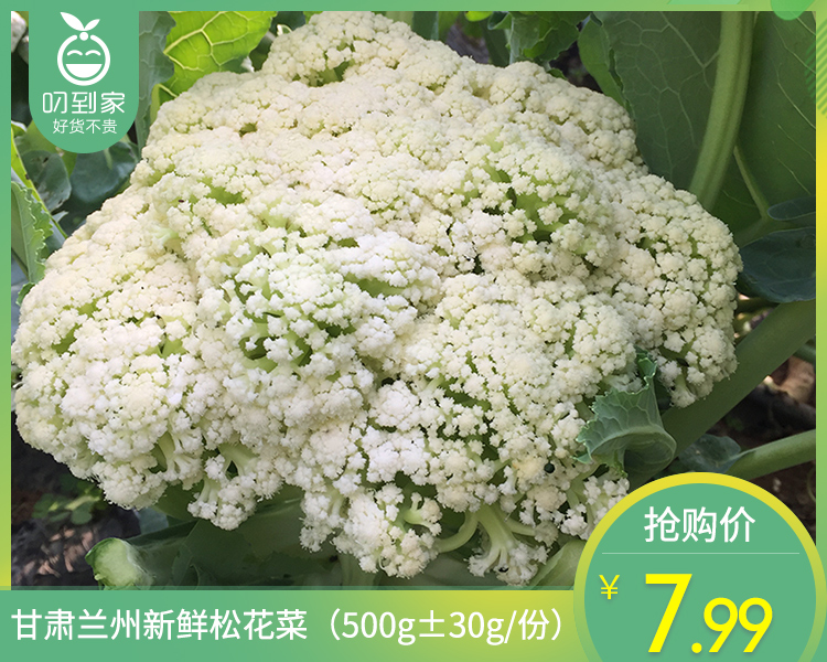 甘肃兰州新鲜松花菜（500g±30g/份）