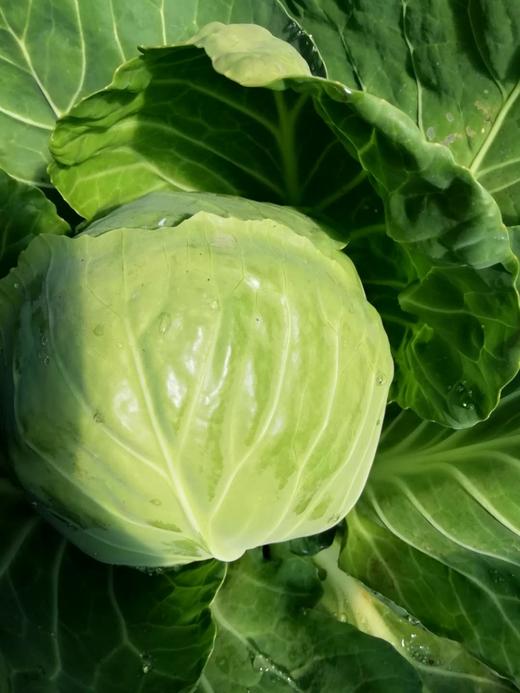 良道天成有机蔬菜包 精选时令品种搭配   顺丰包邮 商品图6