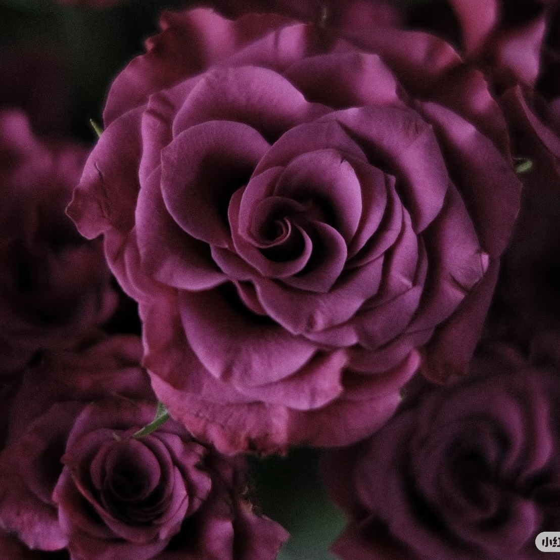 多头玫瑰 | 蓝莓