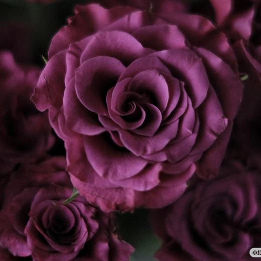 多头玫瑰 | 蓝莓 商品图0