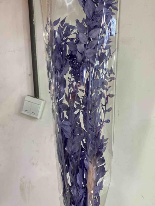永生花材 | 富贵叶紫色 商品图0