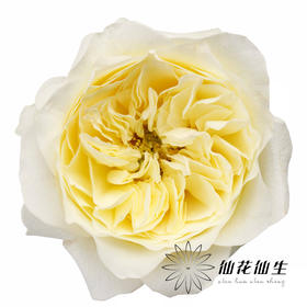 单头玫瑰 | 窒息