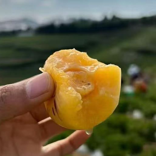 【国家地标】精品特挑 空运石林人参果，一口爆汁，热量极低，甜甜爽爽不长胖 商品图1