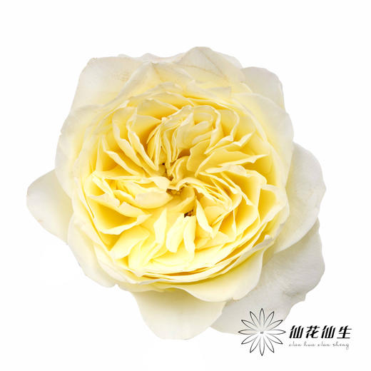 单头玫瑰 | 窒息 商品图4