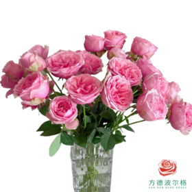 外购多头玫瑰-草莓变色龙 10枝一扎