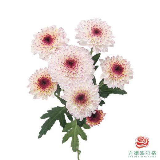VDB多头小菊-马蒂斯 5枝一扎 商品图5