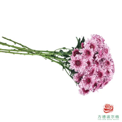 VDB多头小菊-皮普粉斑纹 5枝一扎 商品图3