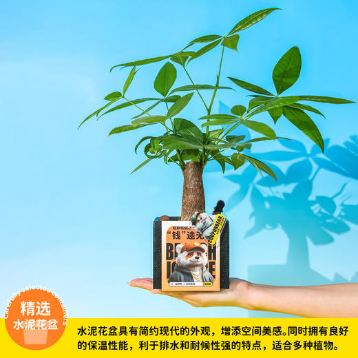 涂鸦造物办公室桌面植物生日礼物联名款发财树 商品图2