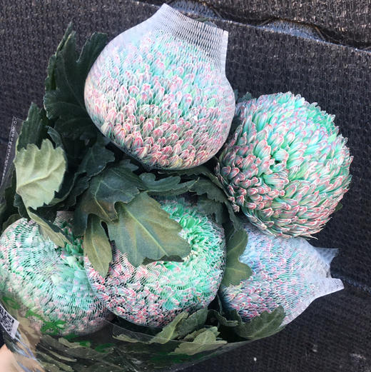 丰岛牡丹菊-孔雀绿 商品图1