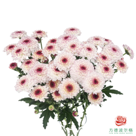 VDB多头小菊-马蒂斯 5枝一扎