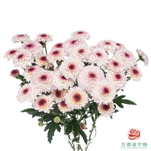 VDB多头小菊-马蒂斯 5枝一扎 商品图0