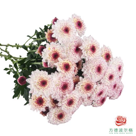 VDB多头小菊-马蒂斯 5枝一扎 商品图1