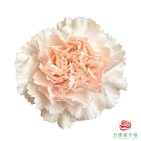 单头康乃馨-流光粉 10枝一扎