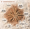 石磨小麦粉/全麦粉 多用途面粉无蛋奶辛 商品缩略图5