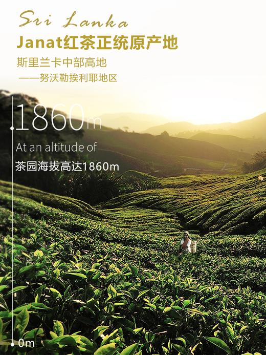 【Janat袋泡红茶包】【新增法式4种水果风味红茶】锡兰红茶 伯爵红茶 法国原装进口 赏味日期为2025.3-2028.3 商品图8