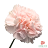 单头康乃馨-流光粉 10枝一扎 商品缩略图1