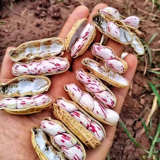 【29.9元任选3件，十堰主城区包邮】新鲜水果 套餐组合 陕西新苹果2斤/七彩花生250g/巴掌小红柚2枚/红心火龙果3枚 商品图3