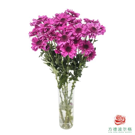 VDB多头小菊-红帽 5枝一扎 商品图2