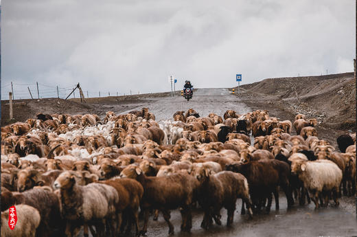 新疆·秋季北疆10天 摄影团 ·阿禾公路、禾木乡、喀纳斯、白哈巴 商品图9
