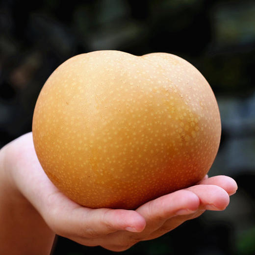 秋颜梨梨中“爱马仕”❗2025年新鲜下树❗一颗可以“喝"的梨，酥中带脆，现摘现发❗ 商品图3