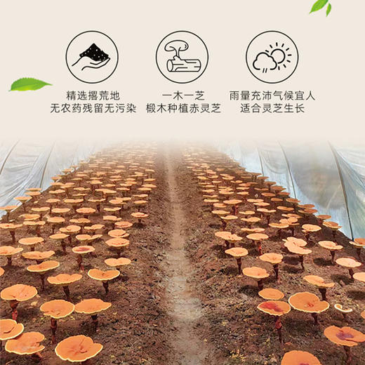 【买一送一】泓寿牌灵芝孢子油软胶囊（30粒/瓶/盒） 商品图2