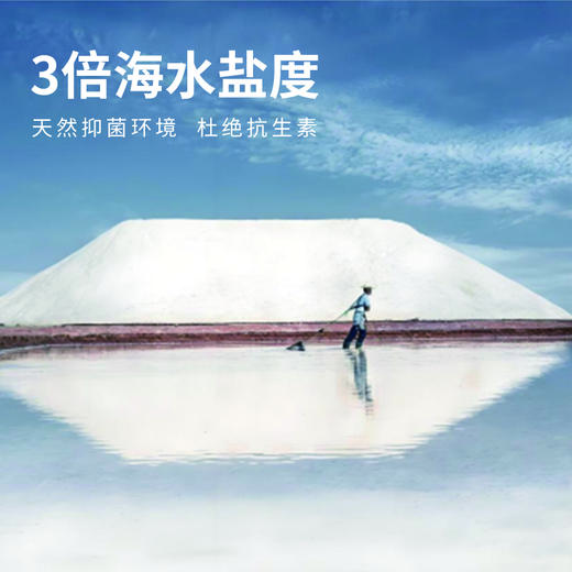 双有机熟冻盐田虾净重1.5kg 商品图1