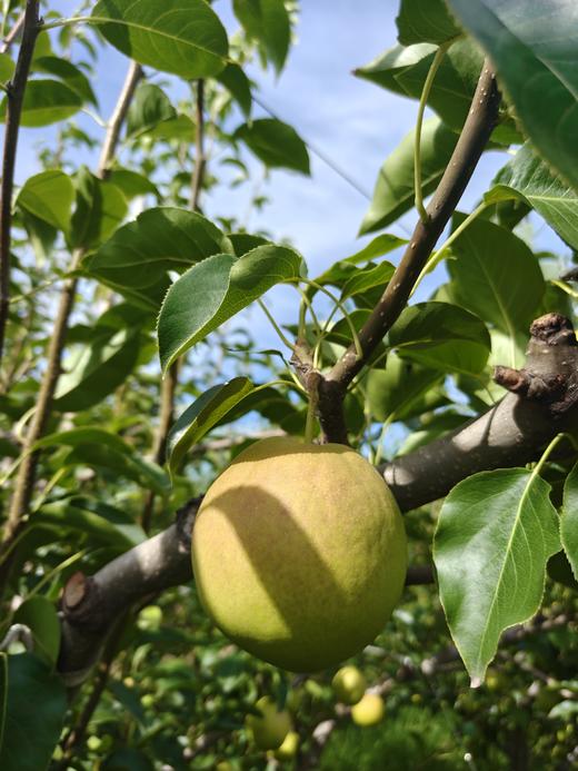 丹霞红梨 商品图3