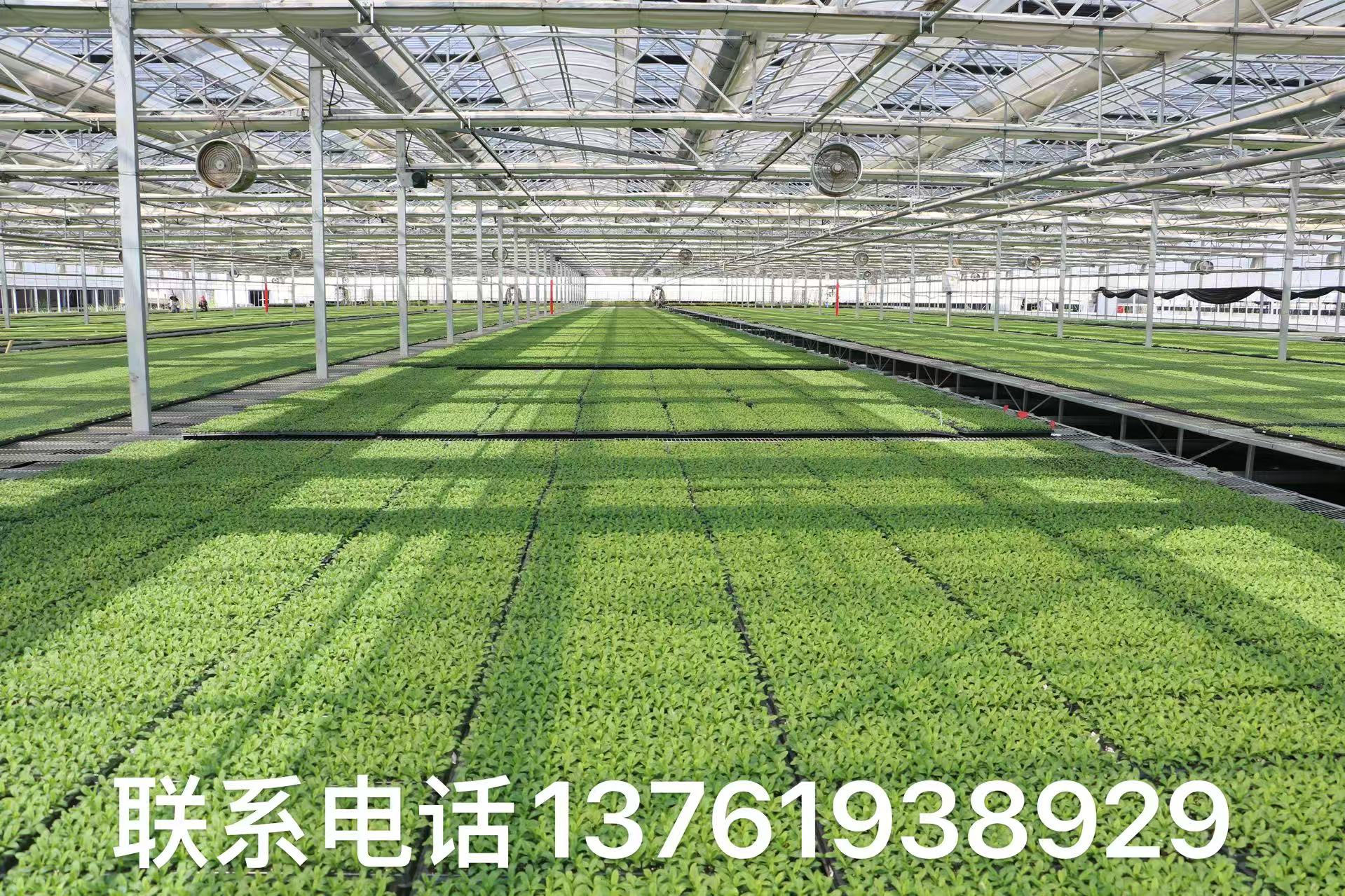 花卉、蔬菜种子订购热线