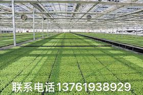 花卉、蔬菜种子订购热线