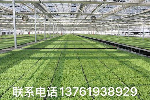 花卉、蔬菜种子订购热线 商品图0