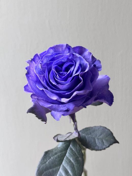 厄瓜多尔进口染色SWEET LAVENDER甜蜜薰衣草玫瑰10支 商品图8