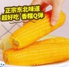 通卉正宗东北玉米8棒鲜糯玉米粘糯香甜5斤 商品缩略图1
