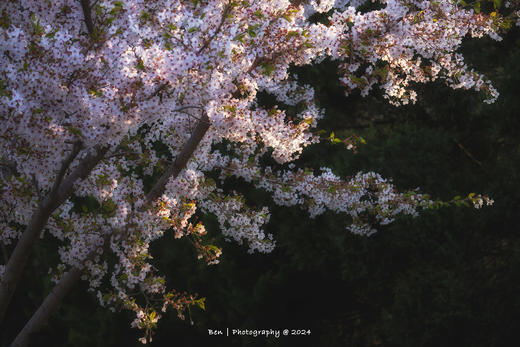 大连花开丨旅顺樱花、瓦房店海蚀慢门、鸭绿江观鸟6天摄影团 商品图5