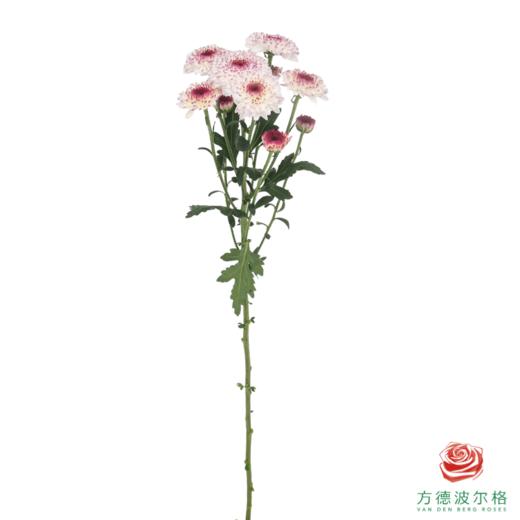 VDB多头小菊-马蒂斯 5枝一扎 商品图4