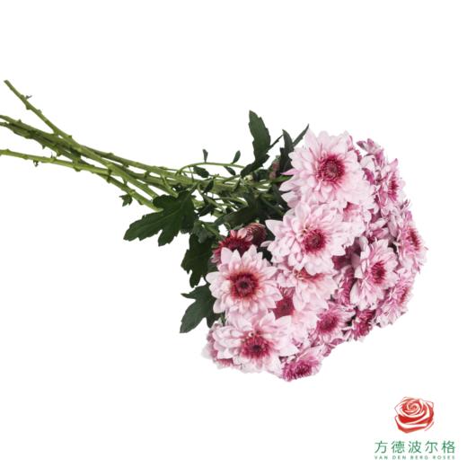 VDB多头小菊-皮普樱花粉 5枝一扎 商品图3