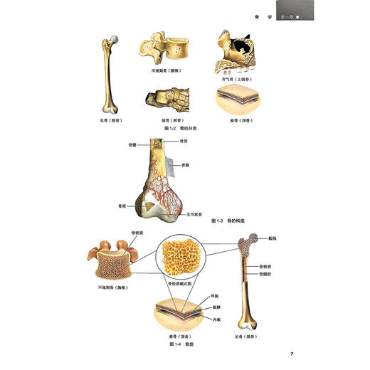 人体解剖学 第3三版 高等学校创新教材 丁自海 张露青 主编 供本科护理学专业用 表面解剖学等 9787117379427 人民卫生出版社 商品图4