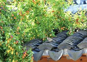  【跟着时令吃吃吃】 苏州的白蒲枣和马眼枣