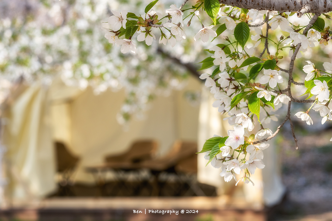 大连花开丨旅顺樱花、瓦房店海蚀慢门、鸭绿江观鸟6天摄影团