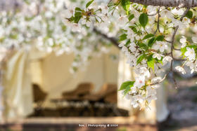 大连花开丨旅顺樱花、瓦房店海蚀慢门、鸭绿江观鸟6天摄影团