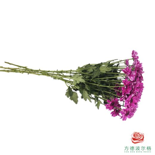VDB多头小菊-红帽 5枝一扎 商品图3