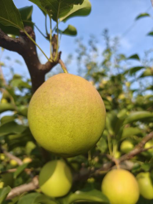 丹霞红梨 商品图4