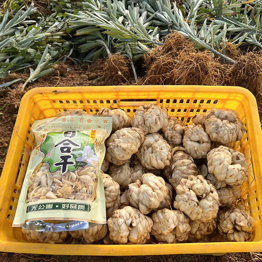 新产【龙牙百合干】四年轮作富硒土种植，无添加，无硫熏，不漂白，粉糯清香，自然微黄！ 商品图6