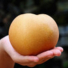 秋颜梨梨中“爱马仕”❗2025年新鲜下树❗一颗可以“喝"的梨，酥中带脆，现摘现发❗ 商品缩略图9